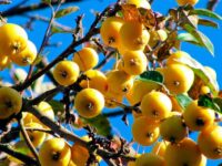 Яблоня Китайка золотая крупномер