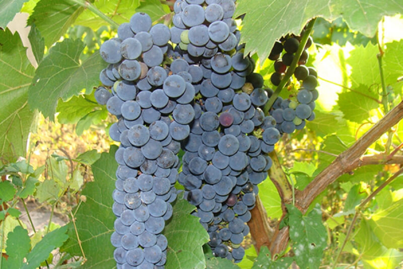 Виноград Амурский