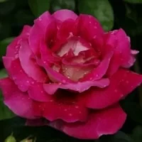 Роза Кроненбург