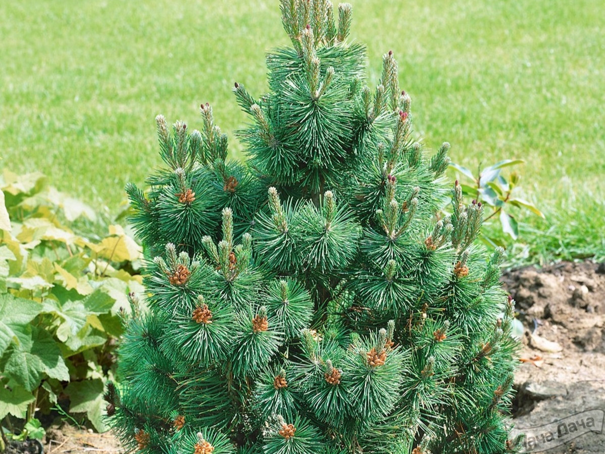Сосна горная карликовая. Сосна Горная Колумнарис. Сосна Горная "columnaris" (Columbo). Сосна Пинус Муго. Сосна Горная Pinus columnaris.